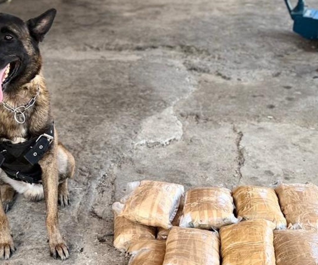 c31ac302-2fa5-4203-a07d-d8d2fa708e3c-IM