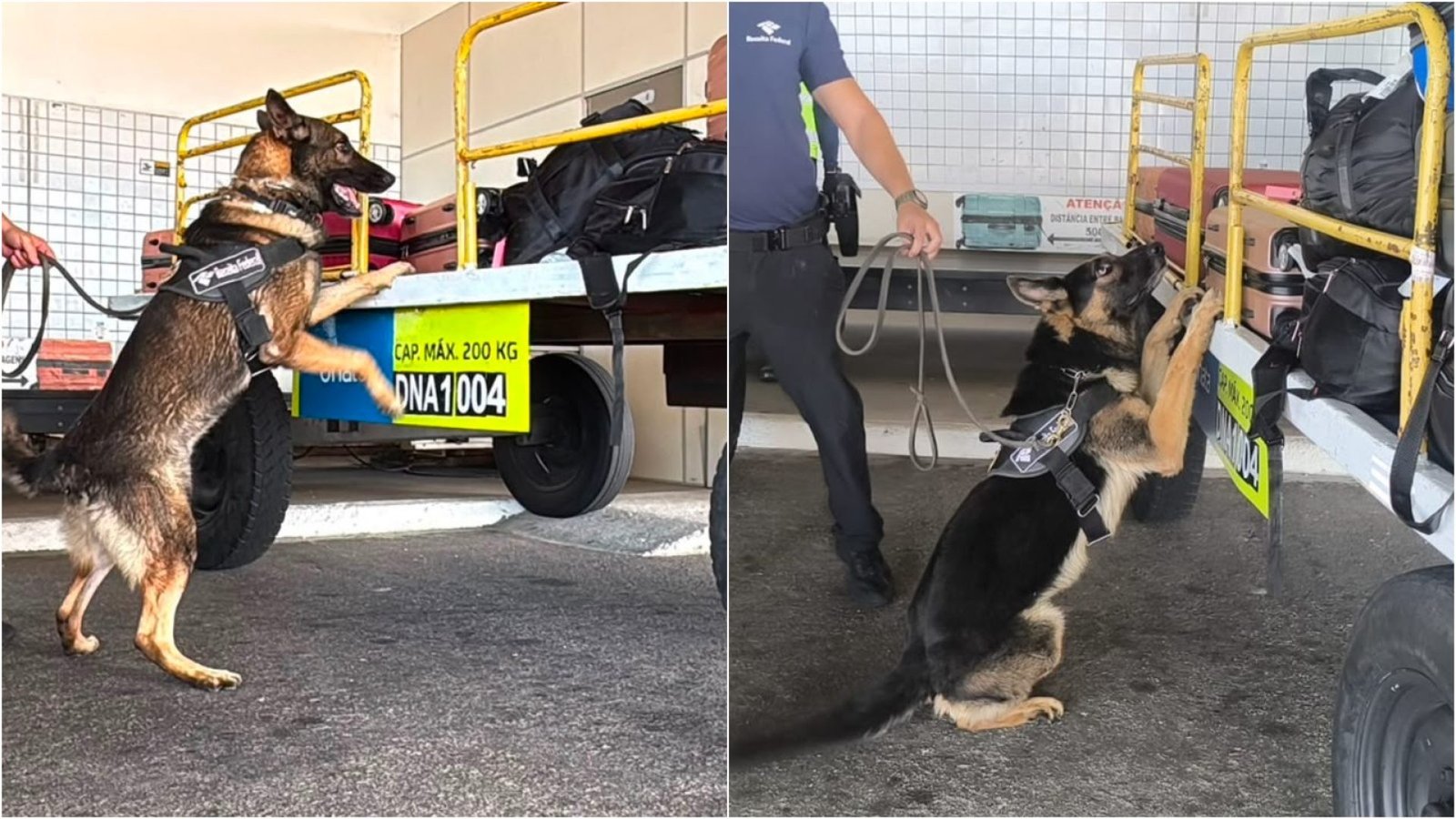 Cães farejadores da Receita Federal interceptam 70 kg de skunk no Aeroporto de Fortaleza