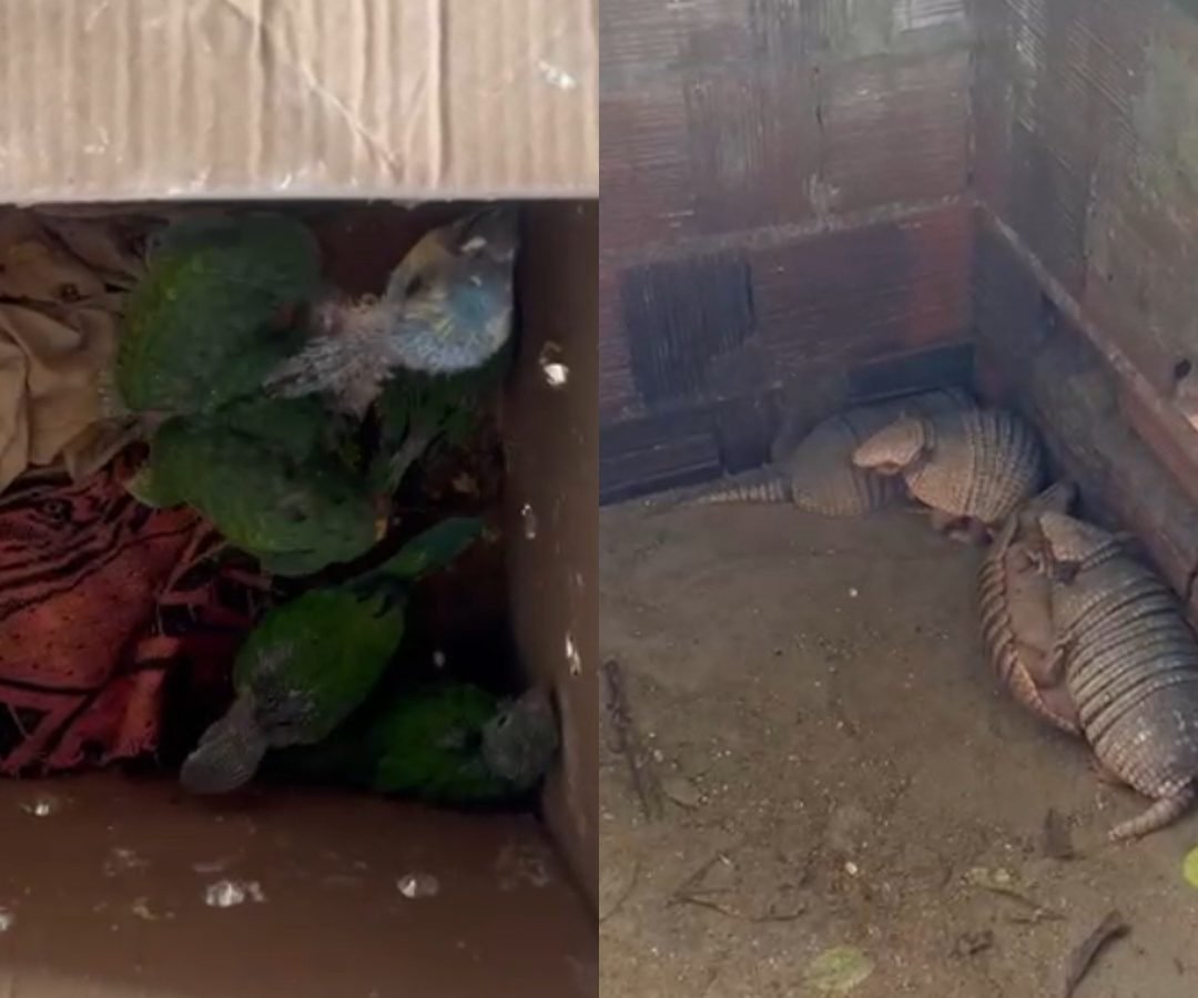 traficante de animais no Ceará. Um traficante de animais silvestres foi multado