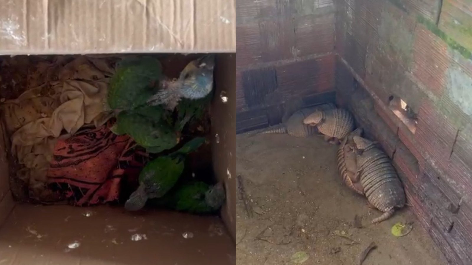 traficante de animais no Ceará. Um traficante de animais silvestres foi multado