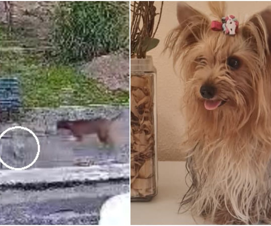 uma fêmea de pitbull na Praça Primavera, no Bairro Luzardo Viana, em Maracanaú