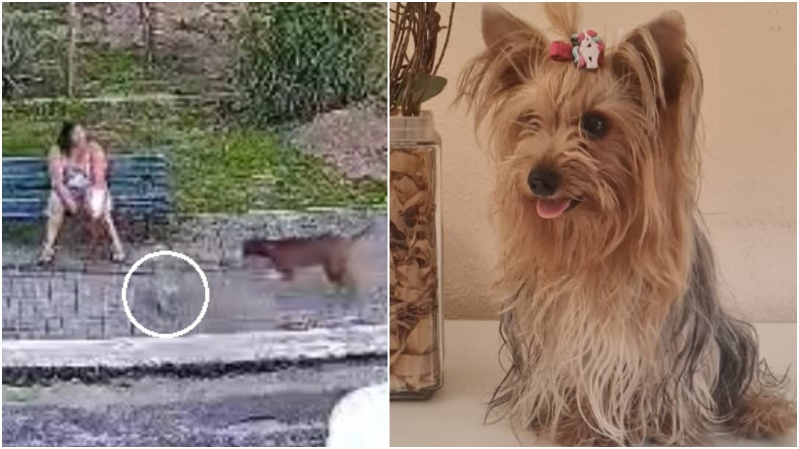 uma fêmea de pitbull na Praça Primavera, no Bairro Luzardo Viana, em Maracanaú