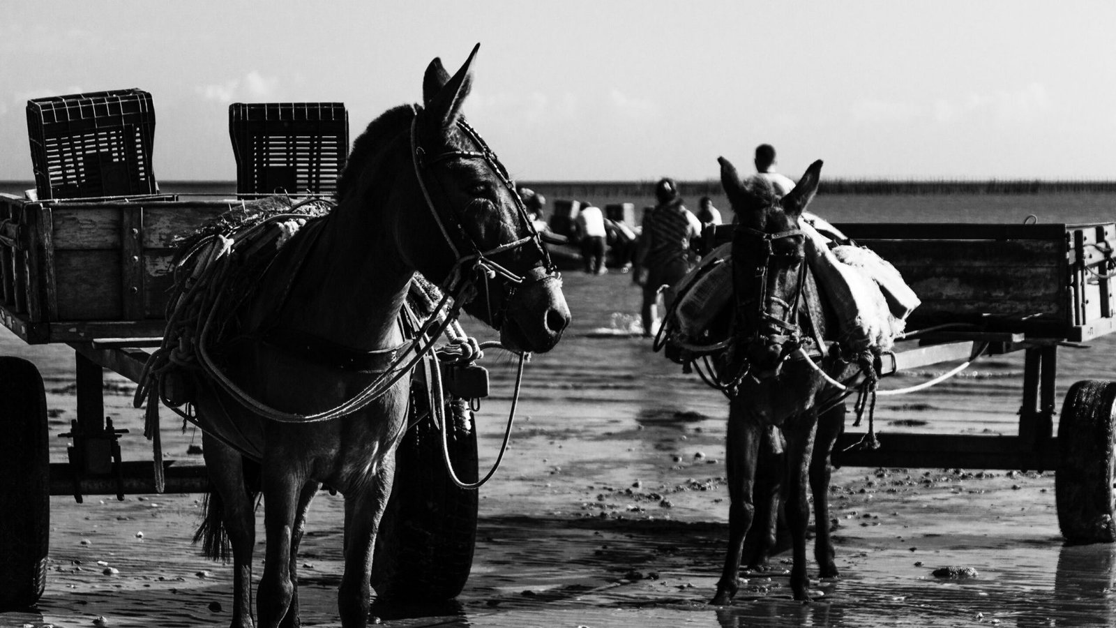 Foto: Fernando Carvalho / Pexels