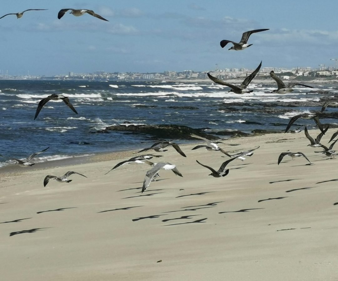Foto: Volker Hessihecko / Pexels