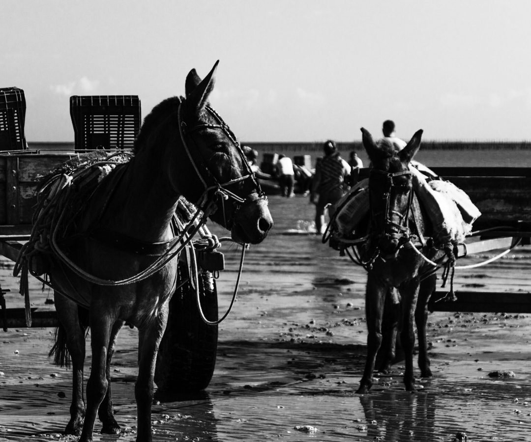 Foto: Fernando Carvalho / Pexels