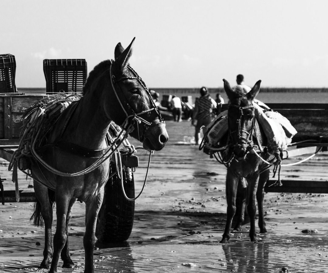 Foto: Fernando Carvalho / Pexels