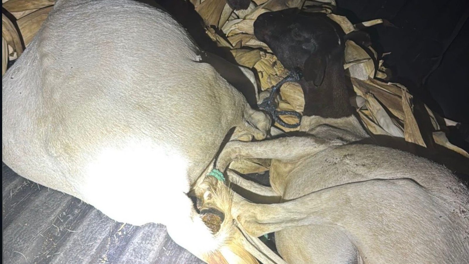 Polícia Militar detém dupla por furto de ovelhas em zona rural de Tauá