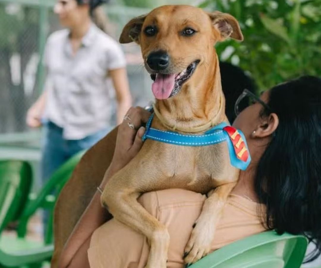 meio da Secretaria Municipal de Proteção Animal (SMPA), Secretaria Municipal da