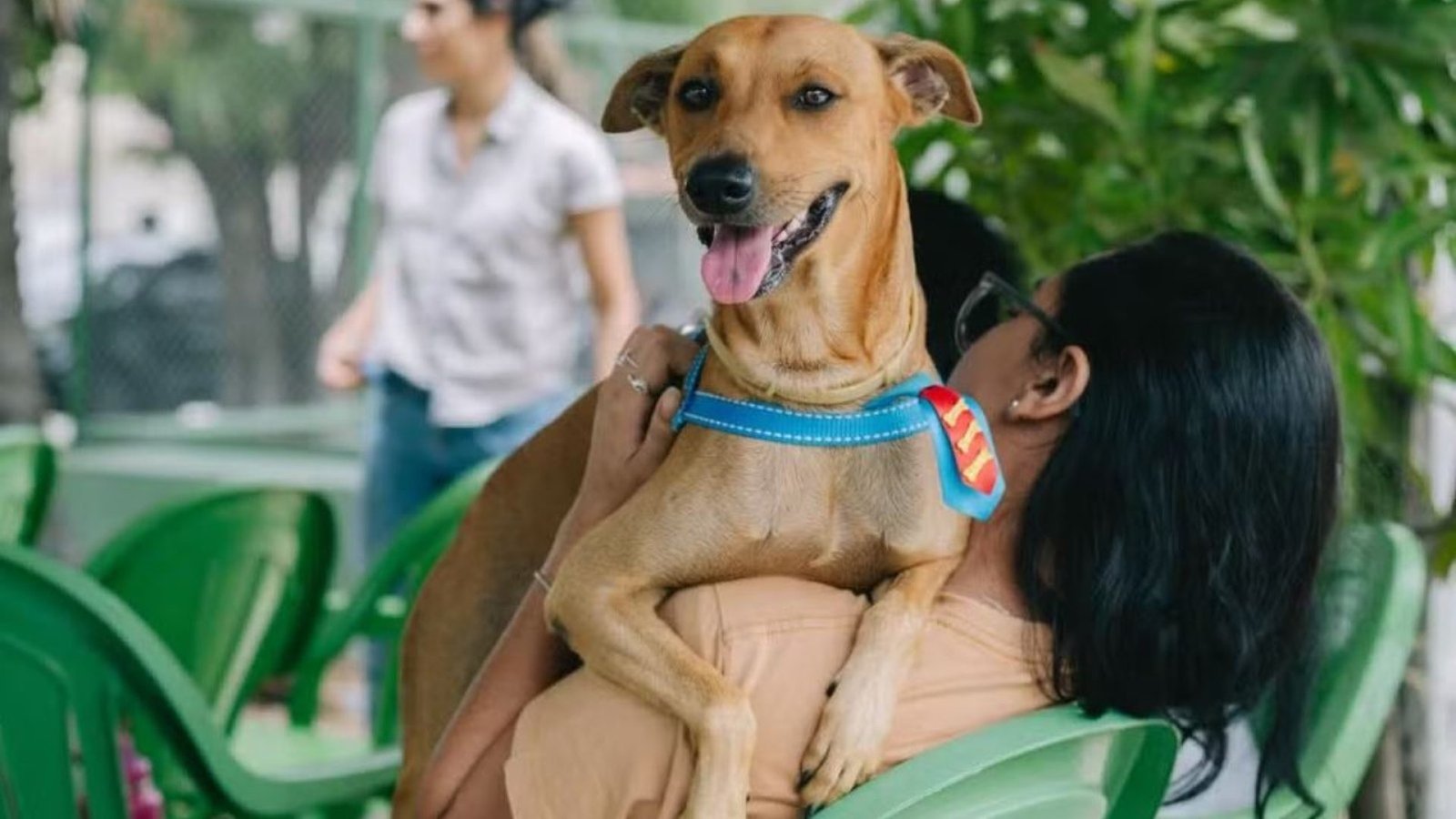 meio da Secretaria Municipal de Proteção Animal (SMPA), Secretaria Municipal da