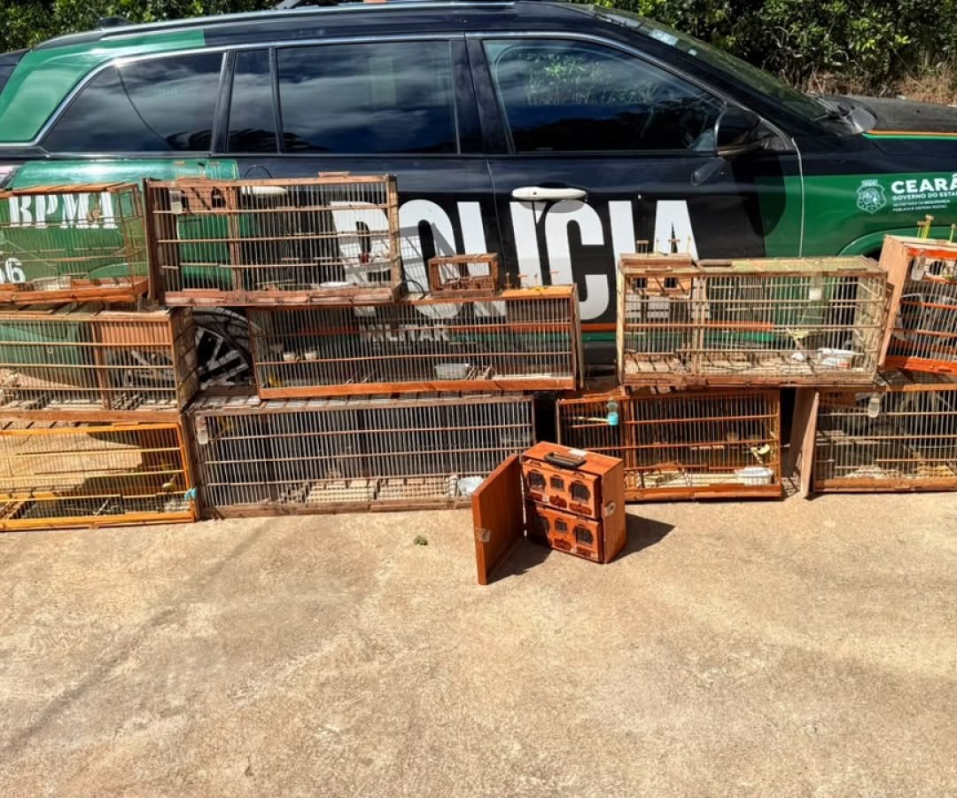 Operação resgata nove aves silvestres mantidas em cativeiro ilegal em São Benedito