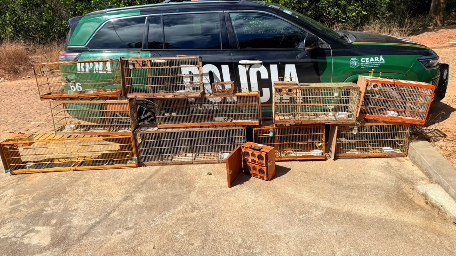 Operação resgata nove aves silvestres mantidas em cativeiro ilegal em São Benedito