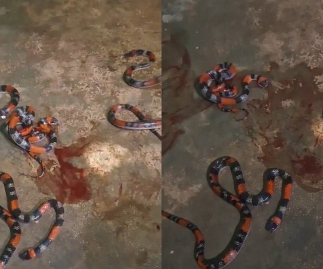 descarte irregular de podas de árvores às margens do Rio Cocó ⚖️ Matar cobra pod