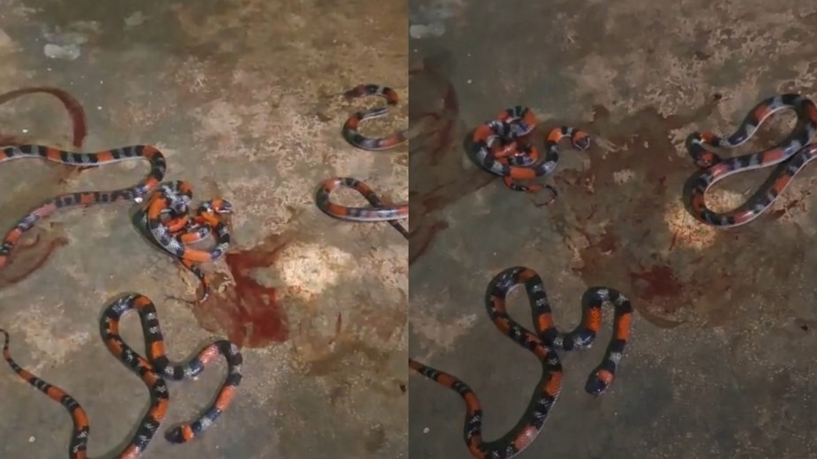 descarte irregular de podas de árvores às margens do Rio Cocó ⚖️ Matar cobra pod