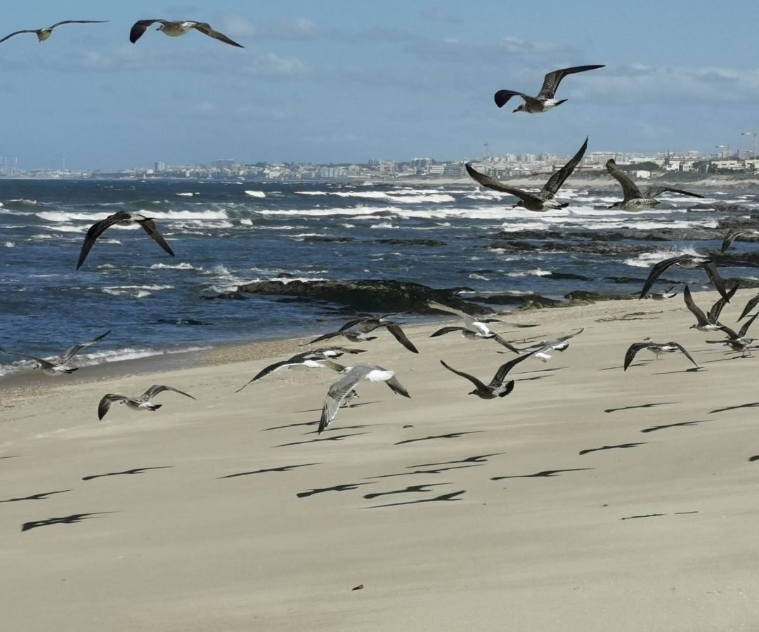 Foto: Volker Hessihecko / Pexels