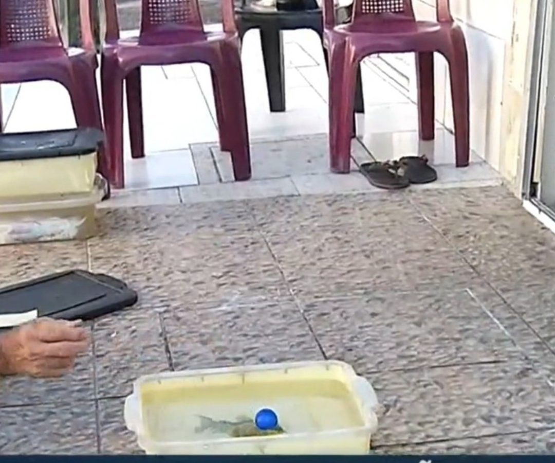 semana. Laurindo diz que as primeiras bolinhas sempre vão para fora até o peixe