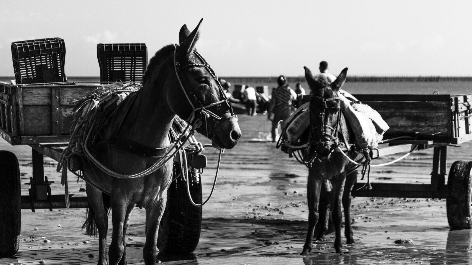 Foto: Fernando Carvalho / Pexels
