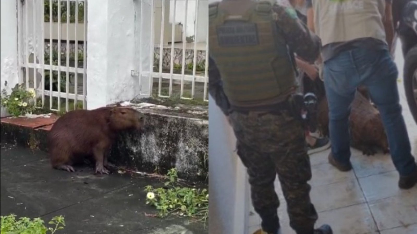 Capivara de 42 kg é resgatada em residência de Fortaleza após mobilização